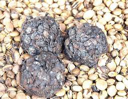  Locust Beans 